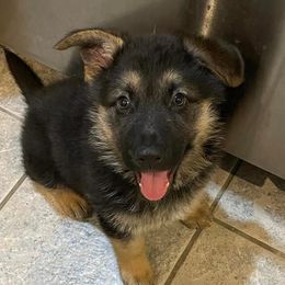 German Shepherds from Capers All-Star K9s