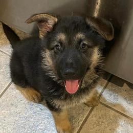 German Shepherds from Capers All-Star K9s