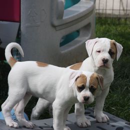 American Bulldog Puppies from Ferocia Kennels