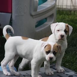 American Bulldog Puppies from Ferocia Kennels