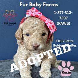 Rose - Cream female Goldendoodle puppy in Michigan from Fur Baby Farms