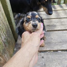 Dachshund Puppies from Angelic Doxies