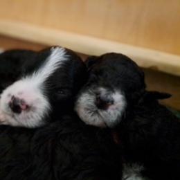 Portuguese Water Dog Puppies from Presidio PWDs