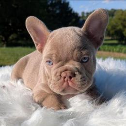 Ritter - Liver male French Bulldog puppy in Fort Atkinson, Wisconsin from Bishop Bullyz