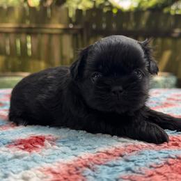 Boy 2 - Black male Shih Tzu puppy in Mobile, Alabama from FluffyTail Shih Tzu