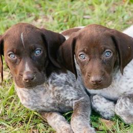 German Shorthaired Pointer and Labrador Retriever Puppies from LL Gun Dogs, LLC