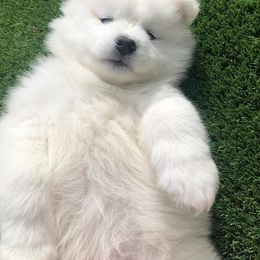 Samoyed Puppies from Diamond Star Samoyeds