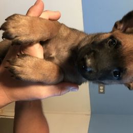 Belgian Malinois, Labrador Retriever, and Shetland Sheepdog Puppies from StoneFox