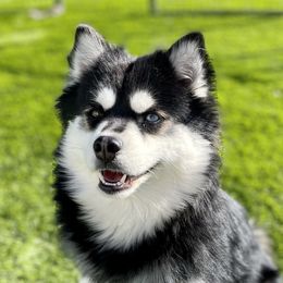 Vera - Pomsky
