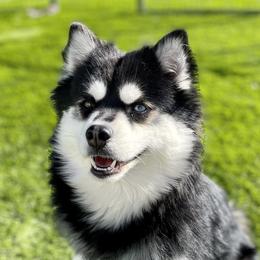 Vera - Pomsky
