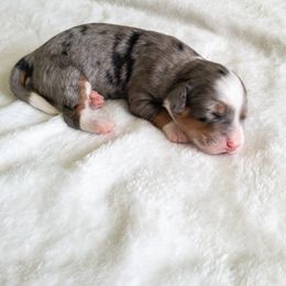 Bernedoodle Puppies from Minnie's UpNorth Doodles