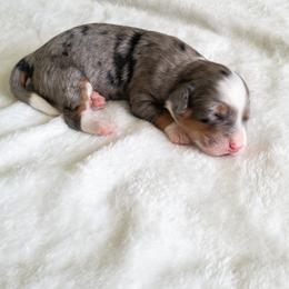 Bernedoodle Puppies from Minnie's UpNorth Doodles