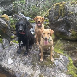 Labrador Retrievers from Punches Paws Labradors