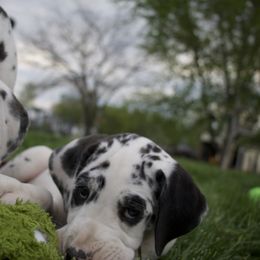 Great Dane Puppies from Cook’s Gentle Giants