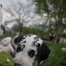 Great Dane Puppies from Cook’s Gentle Giants