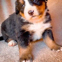 Bernedoodle, Bernese Mountain Dog, and Siberian Husky Puppies from Timberline Paws