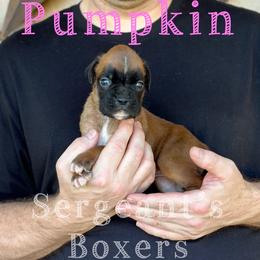 Pumpkin - Fawn female Boxer puppy in Madisonville, Texas from Sergeant's Boxers
