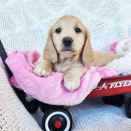 Mercy - Cream female Dachshund puppy in Grants Pass, Oregon from vom Treuen Wachter