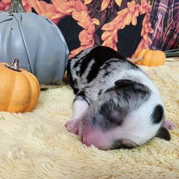 Gouda - Blue merle male Border Collie puppy in Avilla, Indiana from Borderline Kennels