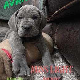 Miss Light Pink - Blue female Great Dane puppy in Monroe, Utah from Indigo Blu Danes