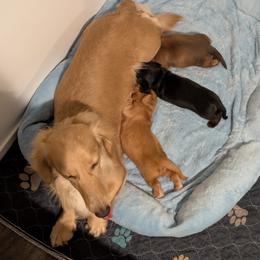 Dachshund Puppies from Wilson's Kennels
