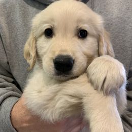 Girl 2 - Golden Retriever puppy in Michigan from Cider Ash Goldens