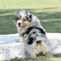 Glory - Blue merle female Australian Shepherd puppy in Chickasha, Oklahoma from Rustic Lace
