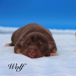 Wolf - Red tri male Miniature Australian Shepherd puppy in Weeki Wachee, Florida from Arlington's Mini Aussies