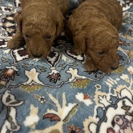 Boy 1 - Red  male Poodle puppy in Poplarville, Mississippi from Southern Belle Poodles