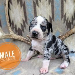 Orange - Blue merle male Catahoula Leopard Dog puppy in Huntsville, Arkansas from ArkieHoulas