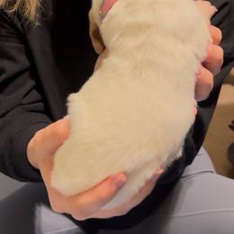 Aurora - Lemon and white female Basset Hound puppy in Dalton, Georgia from Pride Rock Basset Hounds