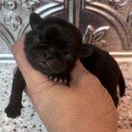 Blue collar - Black male Pug puppy in Tucson, Arizona from Furever Friends