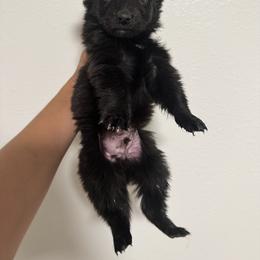 Australian Shepherd and Miniature American Shepherd Puppies from Autumn Fall Aussies