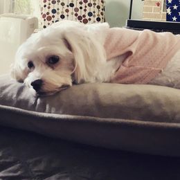 Fifi - Maltese