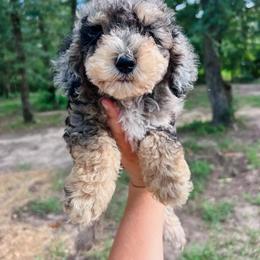 Ella - Phantom female Bernedoodle puppy in Sulphur Bluff, Texas from V6 Ranch Dogs