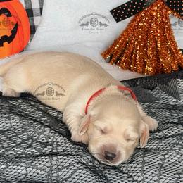 Mr. Red-3600 - Cream male Dachshund puppy in Sparr, Florida from From the Heart Doxies