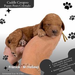 Frankie - Red male Cavapoo puppy in Fort Lupton, Colorado from Puppy Paws Colorado