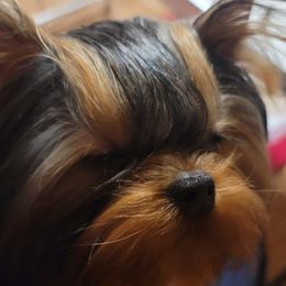 Pomeranians and Yorkshire Terriers from Alex Saucedo's Pomeranians and Yorkshire Terriers