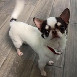 Bubbles - Chihuahua