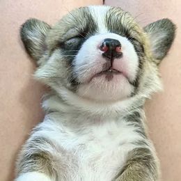 Pembroke Welsh Corgis from Miss Honey's Corgis