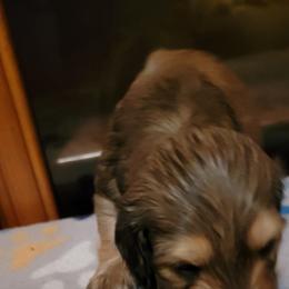 Dachshund Puppies from CLARK'S BREEDING PROGRAM