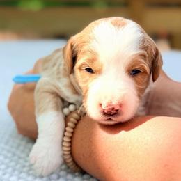 Light blue boy - Red male Bernedoodle puppy in Waukesha, Wisconsin from Bernedoodle Boutique (and Cavapoos)