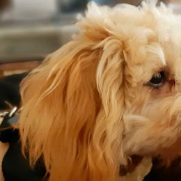 Goldendoodles and Poodles from Poodles Perfected