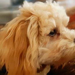 Goldendoodles and Poodles from Poodles Perfected