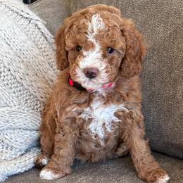 AKC miniature poodle (Red collar girl) - Red  female Poodle puppy in Skamokawa, Washington from East Valley Pups