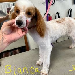 Bianca - Poodle