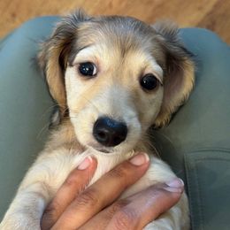 Ivy - Cream female Dachshund puppy in Rialto, California from DashiesDach