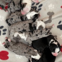 Miniature American Shepherds from Donati Ranch Mini American Shepherds