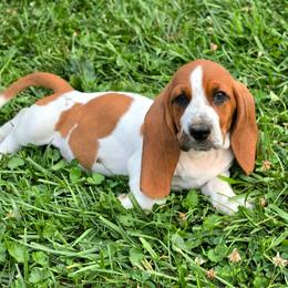 Lorehold - Mahogany and white male Basset Hound puppy in West Chester, Ohio from Bed-N-Bassets