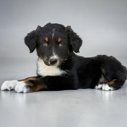 JohnnyCash - Black tri-color male Australian Shepherd puppy in Statesville, North Carolina from Charming Australian Shepherds